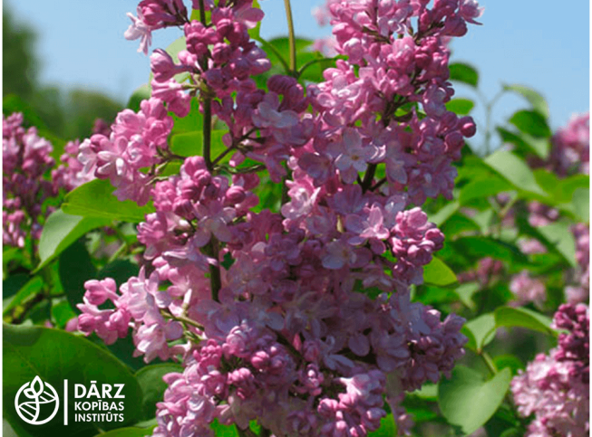 Syringa vulgaris   'Belle de Nancy'